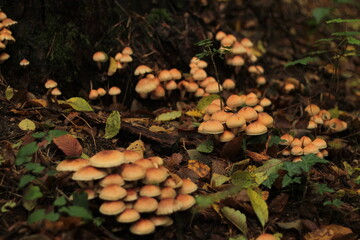 Population of mushrooms in the autumn forest spread around the tree stump