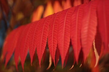 Autumn leaves on a branch closeup 