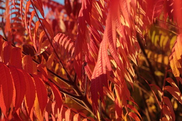 Autumn leaves in its pure beauty