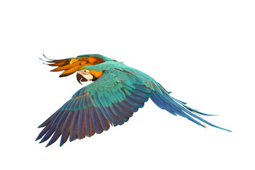 Beautiful flying parrot isolated on transparent background png file