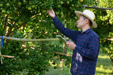 Chinese man, a citrus farmer, collects the fruit from the orange trees in his garden.
