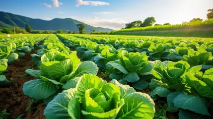 Poster cabbage field in the summer, long rows of green beds with growing cabbage or lettuce in a large farmer's field © Planetz