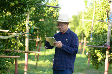 Chinese man, a citrus farmer, collects the fruit from the orange trees in his garden.