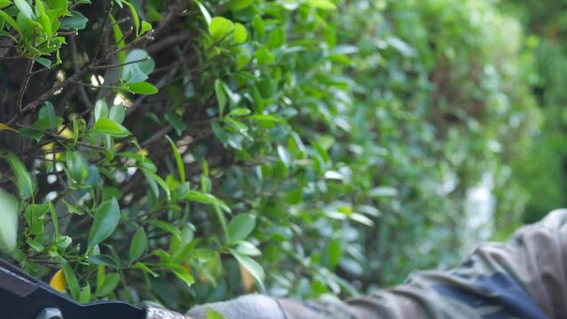 The gardener uses large scissor to cut and pruning the tree