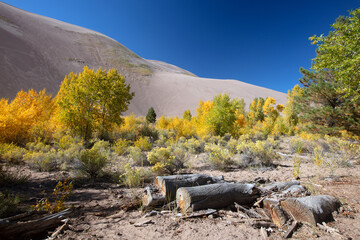Autumn fall colors at Great Sand Dunes National Park near Alamosa Colorado United States