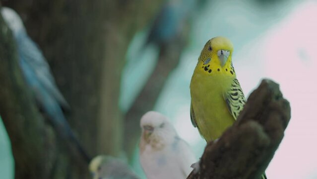 Close up lively group of adorable, cute and beautiful birds sitting on wooden branch shows concept of unity, companionship, friendship and togetherness with a charming mix of colorful birds. 