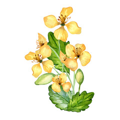 Celandine medicinal plant watercolor illustration isolated on white background. Chelidonium yellow flower hand drawn. Useful herbal flower painted. Design for label, package, postcard