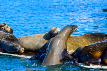 Fototapeta premium A group of sea lions resting on a floating platform. The sea lions are laying on top of each other and appear to be sleeping.