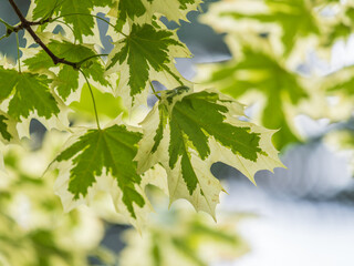 Green and white foliage of Norway Maple 'Drummondii' - Acer platanoides Variegata