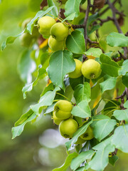 Yellow wild apples ripen on a branch. The Fruit Harvest. Autumn. Soft and selective focus.