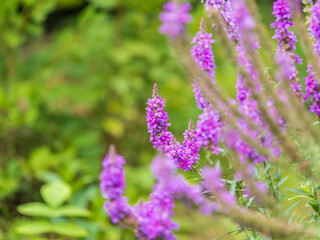 Fototapeta premium Summer Flowering Purple Loosestrife, Lythrum tomentosum on a green blured background.