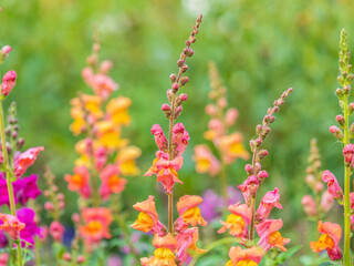 Pink flowers in the garden called Snapdragon or Antirrhinum majus or Bunny rabbits.