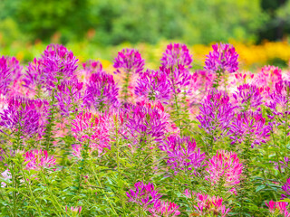 Obraz premium Group of purple and red Cleome hassleriana flowers or Spinnenblume or Cleome spinosa is on a green blurred background