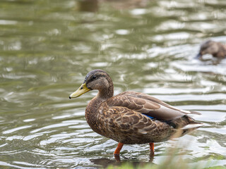 A duck female stands on its paws on the green shore of a pond.