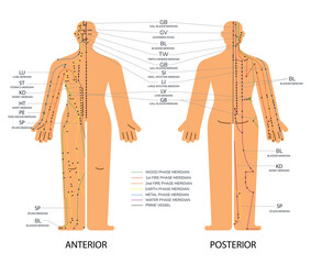 Body set front and back acupuncture scheme with points, Anterior and posterior meridians chart vector illustration - obrazy, fototapety, plakaty