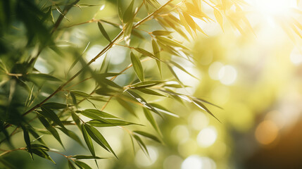 Close up of bamboo leaves on with sunlight