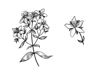 Hand drawn sketch black and white illustration set of hypericum, Saint Johns wort, flower, leaf. Vector illustration. Elements in graphic style label, sticker, menu, package. Engraved style.