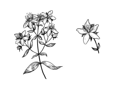 Hand drawn sketch black and white illustration set of hypericum, Saint Johns wort, flower, leaf. Vector illustration. Elements in graphic style label, sticker, menu, package. Engraved style.