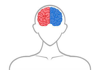 人間の右脳と左脳