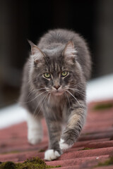 Closed up of domestic adorable black grey Maine Coon kitten, young peaceful cat in sunshine day