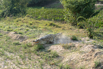 Orinoco Crocodile, crocodylus intermedius, Adult emerging from River, Los Lianos in Venezuela