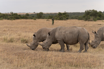 Obraz premium White Rhinoceros Ceratotherium simum Square-lipped Rhinoceros at Khama Rhino Sanctuary Kenya Africa.
