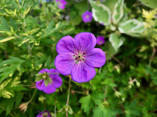 Lovely geraniums in the morning