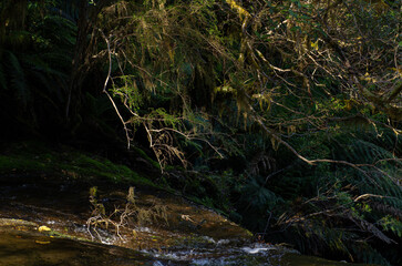 Wild river in forest with stray of light