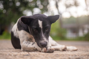 Stray dog ​​lies hungry and sadly waits for food from passersby