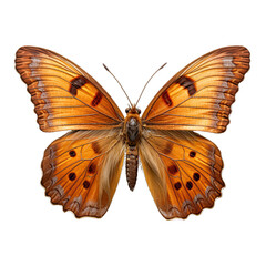 Gatekeeper butterfly on white Isolated on Transparent or White Background, PNG