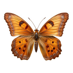 Fototapeta premium Gatekeeper butterfly on white Isolated on Transparent or White Background, PNG