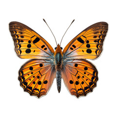 Small Copper Butterfly Isolated on Transparent or White Background, PNG