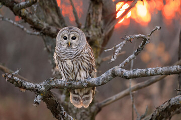 Barred Owl standing on a tree branch with sunset background, Quebec, Canada