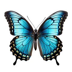 Red-spotted Purple Butterfly Isolated on Transparent or White Background, PNG