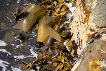seaweed growing on the rocks in the ocean in australia