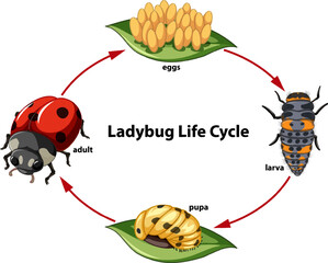 Biology Study: Ladybug Life Cycle Diagram © blueringmedia