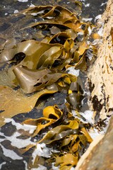 seaweed growing on the rocks in the ocean in australia