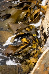 Bull kelp seaweed growing on rocks. Edible sea weed ready to harvest in the ocean on australia