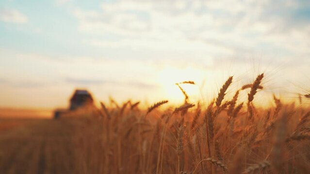 Wheat harvest. Wheat harvesting shears. Harvester machine harvesting golden ripe wheat field on an agricultural field at sunset in summer from close up. Agriculture food production. Industry concept.