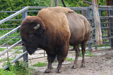 Animal bison in a paddock.