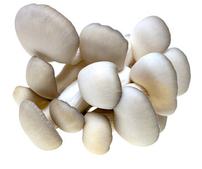 fresh oyster mushrooms on white background.