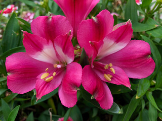 Alstroemeria of vivid pink color
