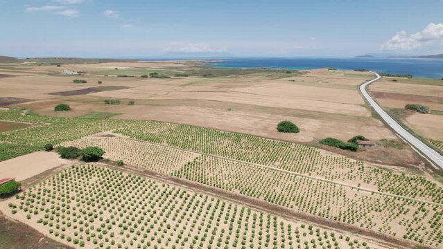 Panoramic aerial overview of tree nursery farm sprawling across rolling open landscape by the ocean, Lemnos