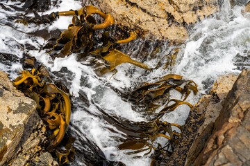 seaweed growing on the rocks in the ocean in australia