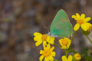 Callophrys rubi butterfly poses on flowers with greenish colors