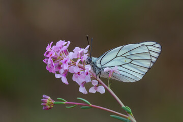 Black-veined White butterfly, Aporia crataegi