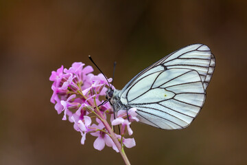 Black-veined White butterfly, Aporia crataegi