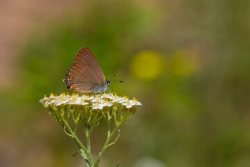 brown butterfly on white small flowers, Satyrium acaciae