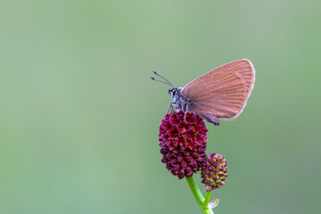 brown little butterfly on host plant, Phengaris nausithous