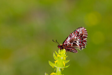 a scalloped red butterfly, Zerynthia polyxena